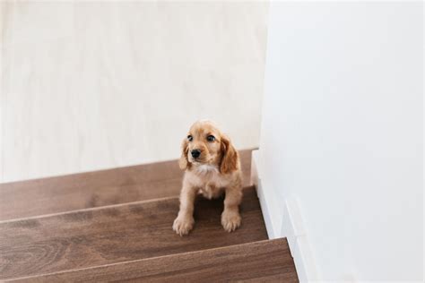 Best Ramps For Small, Senior Dogs - Every Creature Counts