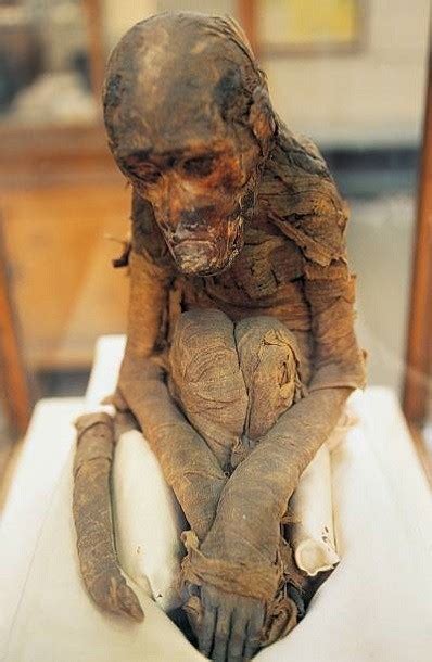 Mummy Of A Baboon Egypt Museum