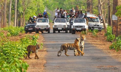 Manali Wildlife Sanctuary, Manali: How To Reach, Best Time & Tips