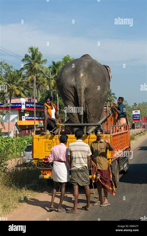 Elephant Lorry Truck Transport Banque De Photographies Et Dimages