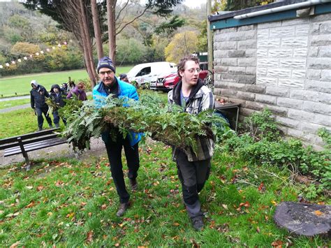 Clearing the old oak tree