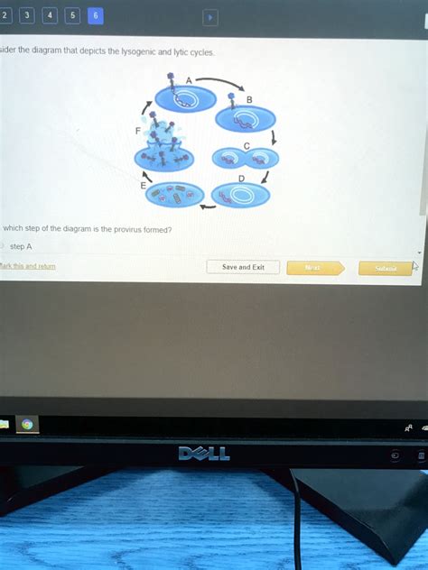 Solved Consider The Diagram That Depicts The Lysogenic And Lytic