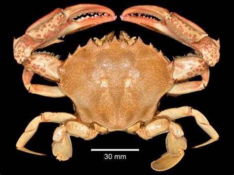 Nature Notes The Common Crabs Of West Harbor Henry L Ferguson Museum