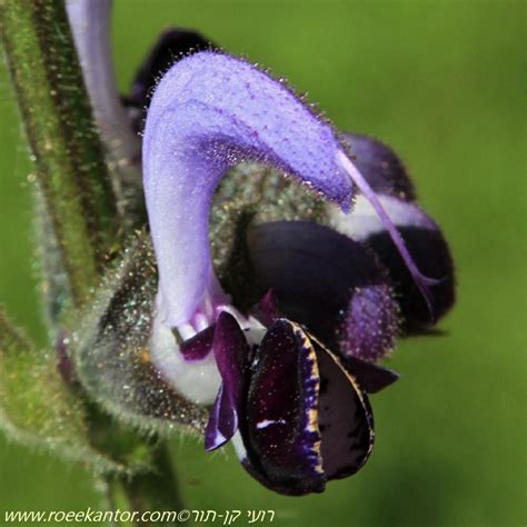 Salvia Indica Indian Sage Large Flowered Sage Blue Sage מרווה