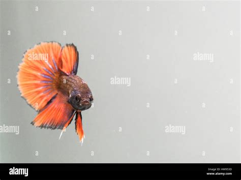 Betta Splendens Orange Half Moon Male Fish Stock Photo Alamy