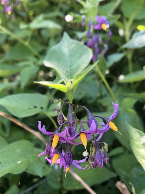 Wisconsin Wildflower | Bittersweet Nightshade | Solanum dulcamara