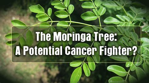 The Moringa Tree A Potential Cancer Fighter