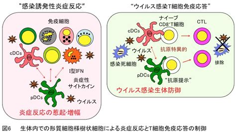 宮崎大学医学部医学科 感染症学講座免疫学分野