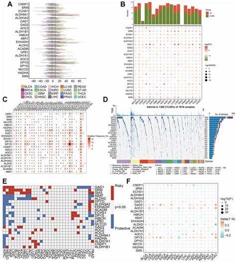 Comprehensive Characterization Of β Alanine Metabolism Related Genes In