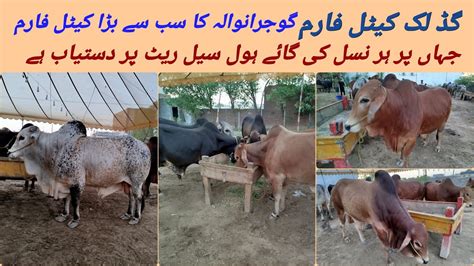 Good Luck Cattle Farm In Gujranwala Pakistan Biggest Cow Mandi In