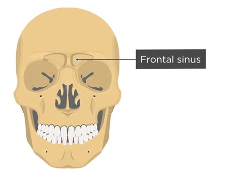 Frontal Sinus Fracture PPT, 58% OFF | risolo.it