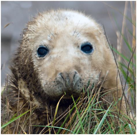 Gray Seal Pup - Pentax User Photo Gallery