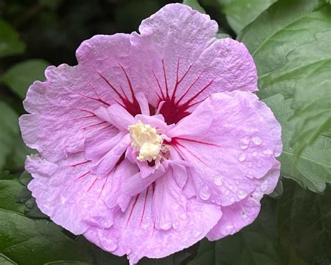 Hibiscus Syriacus Lavender Chiffon GardensOnline