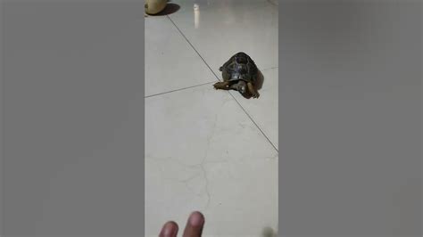 Toto Running Towards Me😁🌸shorts Tortoise Funnyanimals Food Happy