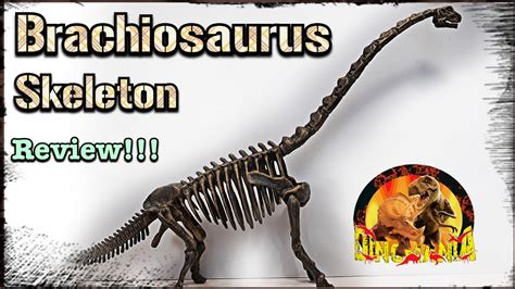 Brachiosaurus Skeleton