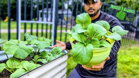 Bok Choy Growing In Containers And Raised Bed Harvesting Tips Bokchoy Garden Youtube