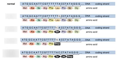 MCAT Biochemistry 7 RNA And The Genetic Code Diagram Quizlet