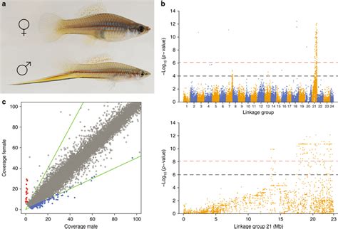 Sex Determination System In Xiphophorus Hellerii A A Male And Female