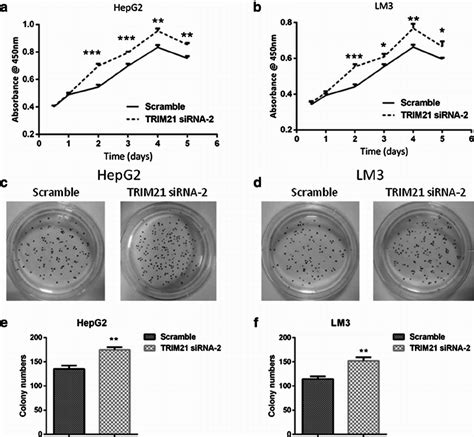 Silencing Of Trim21 Promotes Proliferation And Colony Forming