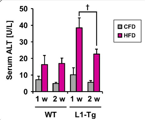 Serum Alt Levels In Wt And L1 Tg Mice Wile Type Wt And L1 Tg Mice Download Scientific