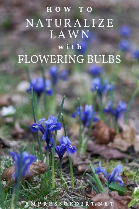 How To Naturalize Bulbs In Lawn For A Sea Of Flowers