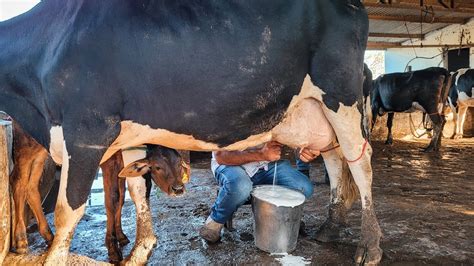 Lote De Vacas Leiteira Dando Kg De Leite Por Dia Na Fazendad De