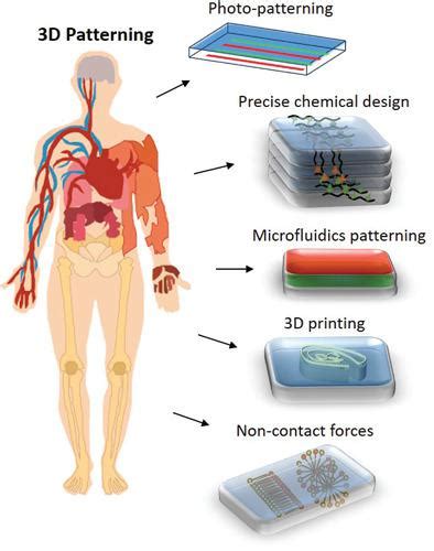 D Patterning Within Hydrogels For The Recreation Of Functional