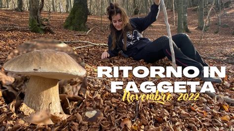 Ritorno In Faggeta Funghi Porcini Spettacolari Cavate In Diretta