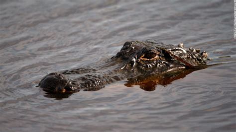 Dead Mans Wounds Look Like Alligator Bites Authorities Say Cnn