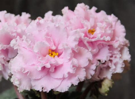 Фиалка Нежность Фото И Описание – Telegraph