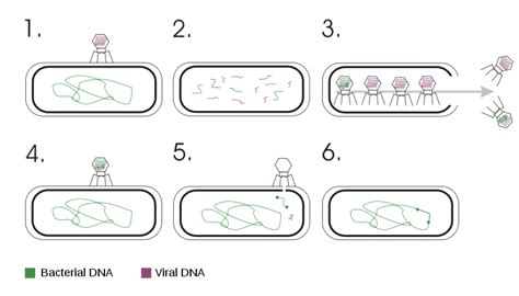 Bacterial Conjugation Process