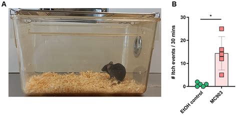 A Mouse Model Of MC903Induced Atopic Dermatitis Alam 2023