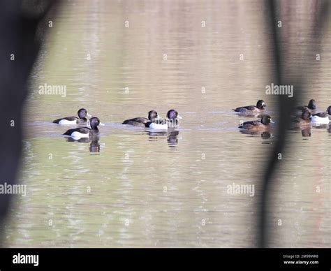 A Group Of Male And Female Tufted Ducks Aythya Fuligula With Blue Bill