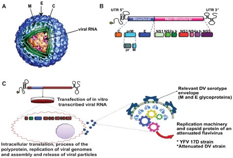 Dengue Virus Structure A DV Virions Are Enveloped Containing Three