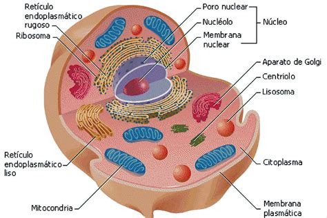 CÉLULA ANIMAL » Conoce Su Estructura, Funciones Y Características