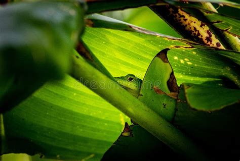 Lizard On Leaf Stock Photo Image Of Detail Camouflage 1509720