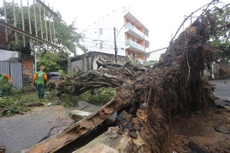 Jornal Correio Queda De Rvore No Cabula Interdita Rua Em Salvador