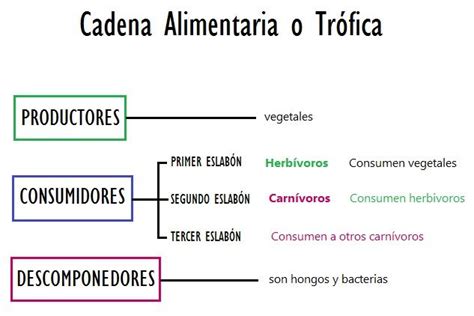 Cadena Alimentaria O Tr Fica Autotrofos Y Heterotrofos Cadena