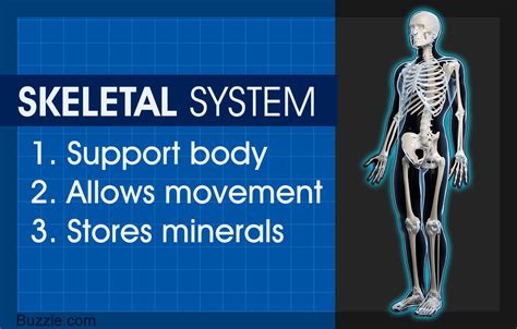 Describe Functions Of The Skeletal System