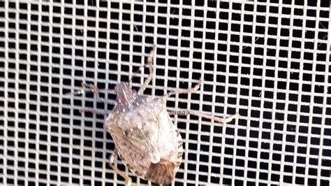 New stink bug infestation found, more spots under investigation