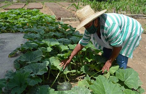 La Soberan A Alimentaria Pasa Por El Desarrollo De La Agricultura