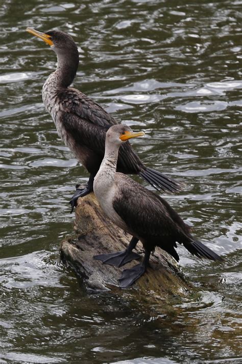 Double Crested Cormorant Geeky Girl Engineer