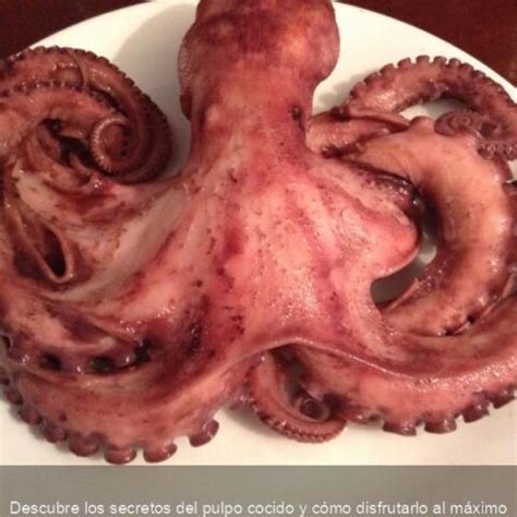 Descubre los secretos del pulpo cocido y cómo disfrutarlo al máximo