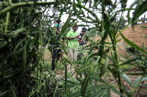 Operasi Ladang Ganja Untuk Indonesia Bersinar Antara Foto