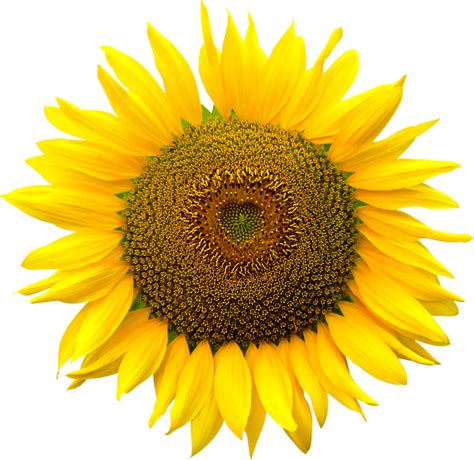 Sunflower Png Clearcut Stock Sunflower Png Sunflower Clipart Sunflower Sexiz Pix