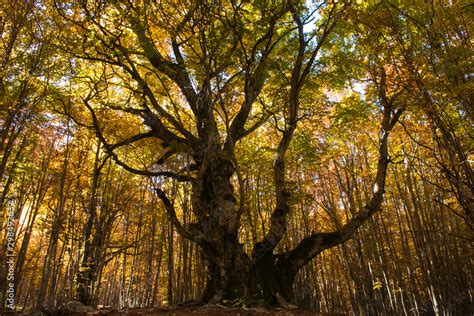 Monumental Pontone Beech Tree Faggio Del Pontone Is Located Near