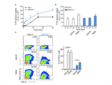 Fitc Dextran Uptake And Tnfa Production By Cal And Gm Cal Cells