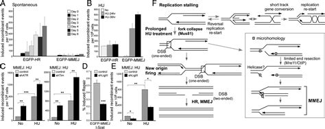 Microhomology Mediated End Joining And Homologous Recombination Share