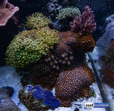 The Coral Packed Reef Tank Of Aquatic Art Inc Reef Builders The Reef And Saltwater Aquarium