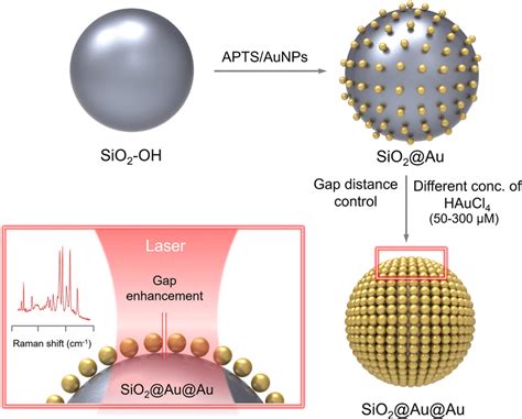 Schematic Illustration Of The Preparation Process Of Sio2auau Using